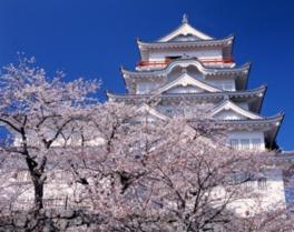 城を背景に満開の桜が咲き日本情緒あふれる景観を楽しめる