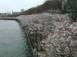 大川の両岸には桜の並木があり、開花シーズンには多くの人でにぎわう