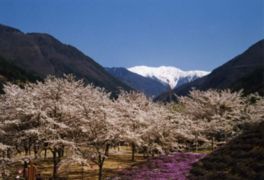 桜の名所として知られ、春には3000本もの桜が咲き誇る