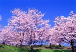 3月下旬から4月上旬は大法師山の山頂が桜色に染まる