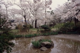 園内を桜の花が華やかに彩り、多くの花見客が訪れる