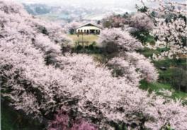 展望台から満開の桜が山を覆う美しい景観が見られる