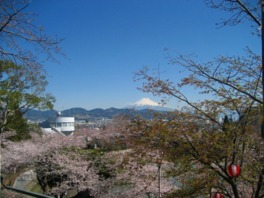 桜と富士山のコラボレーションが見られる春はおすすめ