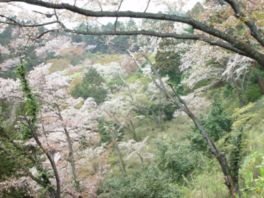4月上旬から下旬に見頃を迎える山桜