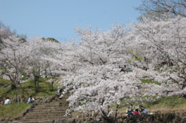県内有数の桜の花見スポット