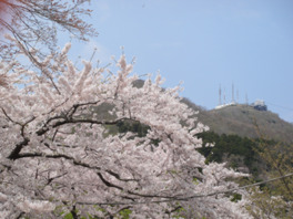 桜の開花時期にはライトアップされた夜桜見物もできる