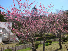 4月から5月にかけては梅の花が満開に
