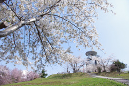 ソメイヨシノやチシマザクラなど約2000本の桜が咲き誇る