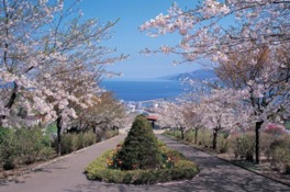 桜並木のある高台から小樽港を望む