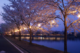 桜の開花にあわせぼんぼりで照らされた夜桜も楽しめる