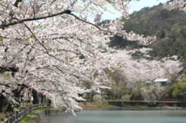 約2000本の桜が咲き乱れるさまは圧巻