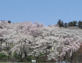 桜が満開に咲き誇る光景は圧巻