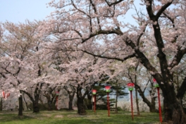 4月中旬には園内で桜祭りが開かれる