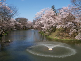 堀の内外に桜とツツジが植栽されている