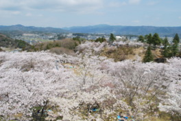 約1500本の桜の下、花見をする多くの人でにぎわう