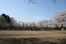 桜とツツジの最盛期には夜間のライトアップが楽しめる
