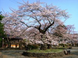 毎年4月中旬からゴールデンウィークにかけて水沢公園桜まつりが開催される