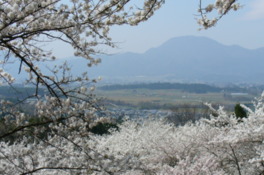 春には約2000本の桜が咲き誇る