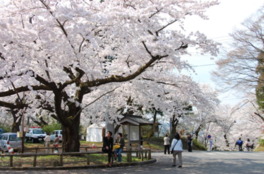 公園が桜色に覆われる春は花見客でにぎわう