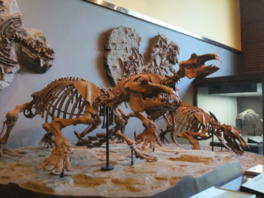 かつてこの地に生きたパレオパラドキシアの骨格標本