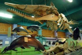 沖縄のクジラの骨格標本を展示