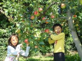 リンゴは時期によって3、4種類の品種が楽しめる