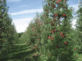 約20数種類の品種のリンゴを栽培