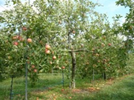 自然豊かな園内でスクスク育ったリンゴ