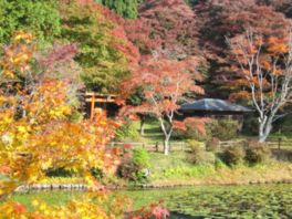 色とりどりの美しい紅葉が水面に映る