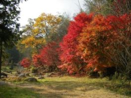 もみじ公園が紅葉に包まれる