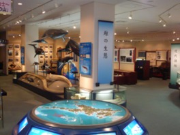 捕鯨だけではなく、クジラの生態についても学べる