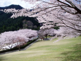 春には桜が園内をピンク色に染め上げる