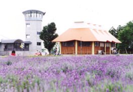 風車村に、鮮やかな紫のラベンダーが咲き誇る