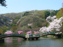 タイコ橋と桜が風情ある景観を作り出す