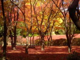 500本を超える紅葉樹が作り出す自然のレッドカーペット