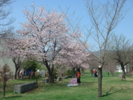 春には薄いピンクの八重桜が公園を彩る
