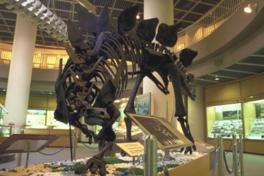 ステゴサウルス全身骨格復元模型