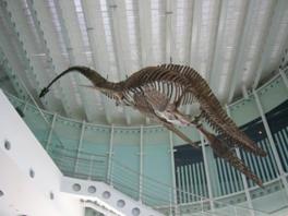 天井から吊るされた首長竜の化石模型は迫力満点