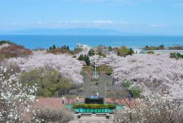 毎年5月には桜まつりが開催される