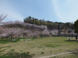 園内のさくらの丘では春になるとソメイヨシノなど約1000本の桜が咲き乱れる
