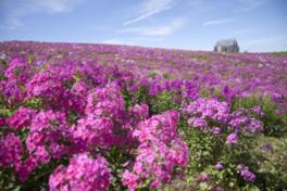 鮮やかなフロックスの花が一面に広がる