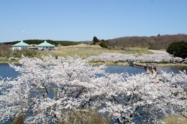 平筒沼の中央に架かるふれあい橋から桜を一望できる