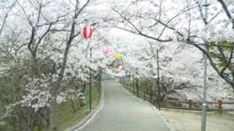 園路には美しい桜のトンネルが続いている