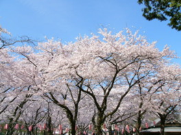 春には満開の桜が出迎えてくれる