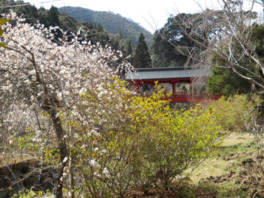 桜、シイの天然林が鮮やか