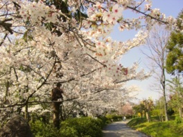 春には満開の桜が楽しめる