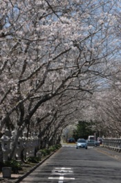 春には満開となった桜のアーチが通りを彩る