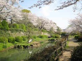 春にはソメイヨシノなどの桜が華やかに咲き乱れる