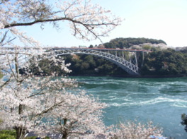 春には西海橋周辺で1000本の桜が咲き誇る