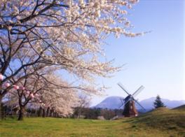 満開の桜並木と風車の背景に赤城山を望む